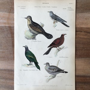 1865 Original Antique Engraving with birds, Pigeon illustration, Vintage Bird print