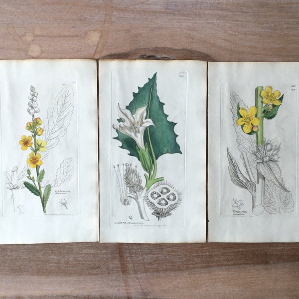 1835 Botanical print set of 3, Moth Mullein, Jimsonweed, thorn apple, Twiggy Mullein, Original botanical Antique Engraving