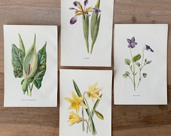 Botanical Prints Set