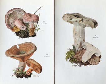 Botanical Prints Set