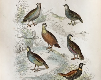 1835 Bird engraving, Original antique bird print, Grey Partridge, Red-legged Partridge, Rock Partridge, Francolin, Bird decor, Bird Plate