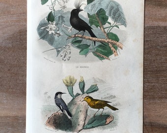 1844 Original antike Gravur mit Vögeln, Gabelschwanzdrongo, Illustration eines grauen Königsvogels, Vintage-Vogeldruck