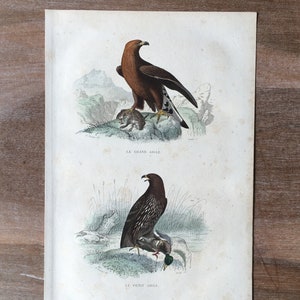 1844 Grabado original de aves antiguas con gran águila, pequeña águila, grabado coloreado a mano, estampado de aves antiguas