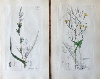 1835 Antike botanische Drucke 2er-Set, minimalistische botanische Gravur, Feldblumen-Illustrationen