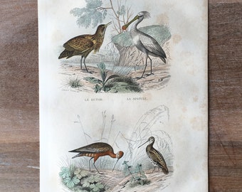 1844 Originale antike Gravur mit Vögeln, Rohrdommel, Löffler, Uferschnepfenillustration, Vintage-Vogeldruck