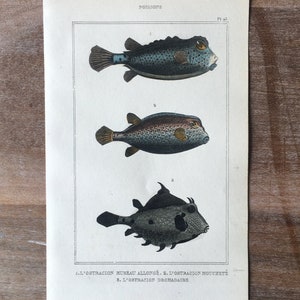Pode incluir: Uma ilustração vintage de três tipos diferentes de peixes, conhecidos como Ostracion, com marcas e cores detalhadas. A ilustração é de um livro intitulado "Poissons" e inclui o texto "1. L'OSTRACION MUREAU ALLONGÉ, 2. L'OSTRACION MOUCHETÉ, 3. L'OSTRACION DROMADAIRE."