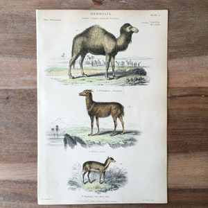Peut inclure: Une illustration ancienne de trois mammifères : un chameau, un lama et un cerf musqué. L’illustration est en couleur et présente une représentation détaillée de chaque animal. Le texte « MAMMALIA » figure en haut de la page.