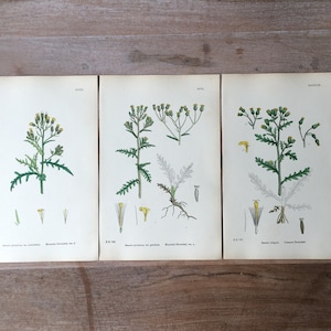 1866 Antique botanical lithograph set of 3 - field flowers print, Hand colored old botanical illustration