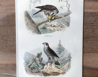 1844 Original antike Gravur mit Vögeln, Sperber, Habicht-Illustration, Vintage-Vogeldruck
