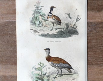 1844 Original antike Gravur mit Vögeln, Trappenillustration, Vintage-Vogeldruck