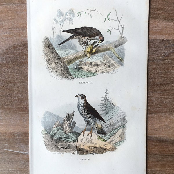 1844 originele antieke gravure met vogels, Sperwer, Havik illustratie, Vintage Bird print