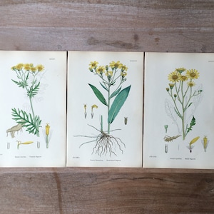 1866 Antique botanical lithograph set of 3 - field flowers print, Hand colored old botanical illustration