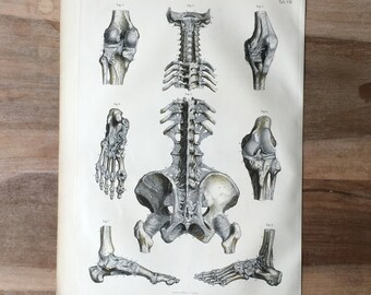 1871 Antique Medical Engraving Human Bones Print spinal column backbone ...