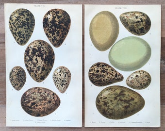 1870 Stone Curlew, Oyster catcher, Lapwing, Heron, Bittern, Redshank, Sandpiper, Bird Eggs Chromolithograph, Antique bird eggs print
