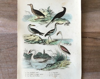 1835 Grabado original de aves antiguas con gaviota, jaeger de cola larga, skimmers, ilustración de flamencos, impresión de aves vintage