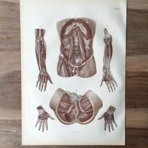 1871 Anatomy Antique Print, Rare Medical Engraving, Doctor&#39;s day gift, abdominal muscles, pelvic muscles, Men Anatomy Print, Muscles Print