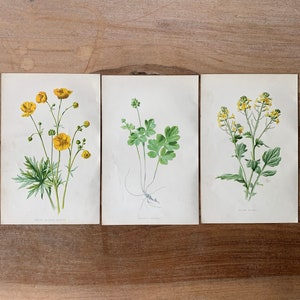1905 Antique botanical lithograph set of 3 - yellow field flowers print, Old botanical illustration