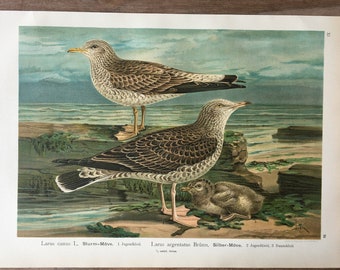 1897 Original Antique Chromolithograph with birds, gull illustration, Vintage Bird print