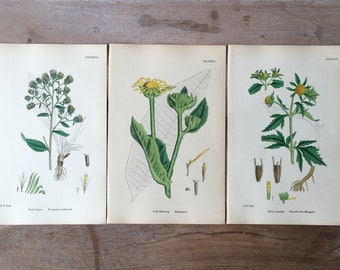1866 Antique botanical lithograph set of 3 - field flowers print, Hand colored old botanical illustration