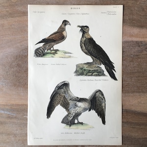 1865 Grabado original de aves antiguas con águila marcial, halcón de vientre verde, quebrantahuesos, impresión coloreada a mano