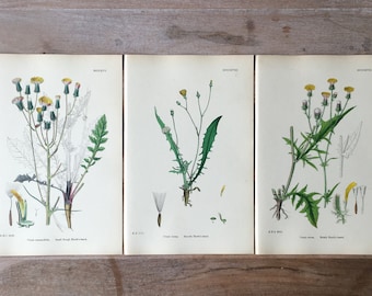 1866 Antieke botanische lithografie set van 3 - veldbloemen print, Handgekleurde oude botanische illustratie