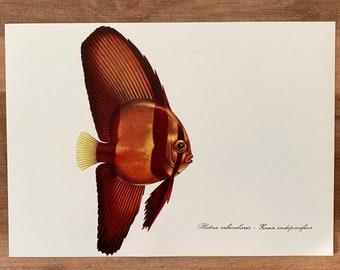 1975 Impresión de peces vintage, ilustración de pez murciélago orbicular