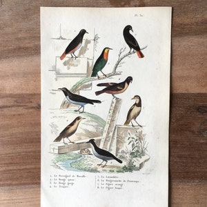 以下が含まれることがあります： 8羽の異なる鳥を描いたアンティークなイラスト。赤い胸のロビン、青い鳥、黄色い鳥など。鳥たちは木や岩のある自然な環境に描かれている。イラストには鳥のフランス語名が書かれている。