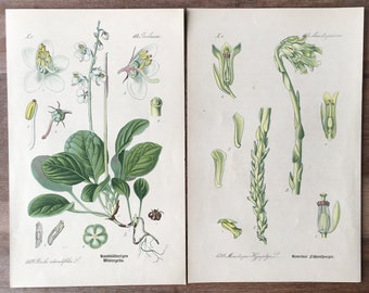 1889 Antieke botanische litho's - set van 2, vintage bloemenprints, oude botanische illustraties