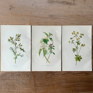 1905 Original botanical Antique Chromolithograph set of 3, Lady&#39;s Mantle Print, Dead Nettle Print, Groundsel Print, Minimalist Botany