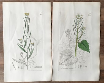 1835 Antique Botanical prints set of 2, Minimalist botanical Engraving, field flowers illustrations