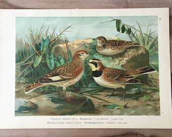 アンティーク 1907 ラーク 鳥 希少 サイン入り プリント クロモ