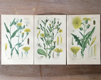 1889 Antieke botanische litho's - set van 3, vintage bloemenprints, oude botanische illustraties