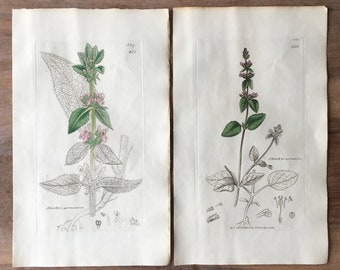 1835 Antique Botanical prints set of 2, Minimalist botanical Engraving, field flowers illustrations