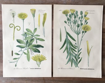 1889 Antieke botanische litho's - set van 2, vintage bloemenprints, oude botanische illustraties