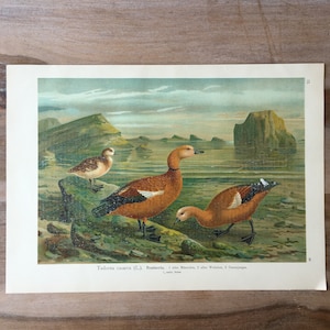1897 Ruddy shelduck print, Original Antique Chromolithograph with birds, Vintage bird wall art