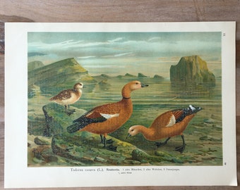 1905年 アヒルの種類 – アンティークリトグラフ – 鳥類学の版画