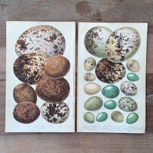May include: Two plates of illustrations of different types of bird eggs. Plate I shows 8 eggs with brown and white markings. Plate II shows 17 eggs with brown, white, and green markings. The plates are labeled "Plate I" and "Plate II".