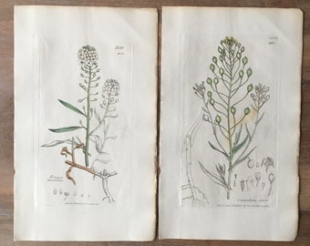 1835 Antikes botanisches Gravurset mit 2 Stück mit weißem Alyssum, Leindotter, Leindotter, falschem Flachs, minimalistischen botanischen Drucken