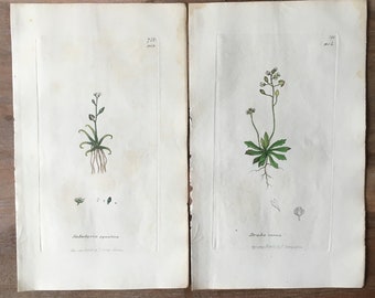 1835 Antiker Botanischer Druck 2er-Set mit Wasser-Ahlenkraut, Frühlings-Draba, Schattenblume, Nagelkraut, Gewöhnliches Weißgras, minimalistischer Botanik