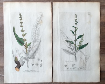1835 Antique Botanical prints set of 2, Minimalist botanical Engraving, field flowers illustrations