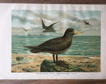 Grabado de fulmar gigante de 1897, cromolitografía antigua original con aves, arte mural vintage de aves, decoración de granja