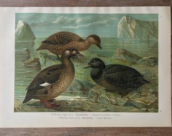 1905年 アヒルの種類 – アンティークリトグラフ – 鳥類学の版画