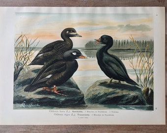 Originaler antiker Chromolithograph von 1897 mit Vögeln, Illustration einer Trauerente aus Samt, Vintage-Vogeldruck