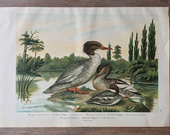 Large Prints with birds