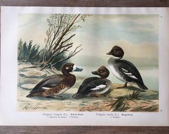 1905年 アヒルの種類 – アンティークリトグラフ – 鳥類学の版画