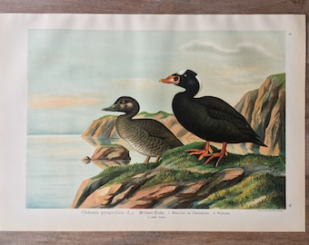 1897 Original Antique Chromolithograph with birds, duck illustration, Vintage Bird print