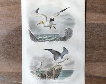 1844 Original antike Gravur mit Vögeln, Basstölpel, Möwenillustration, Vintage-Vogeldruck