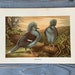 see more listings in the Antique birds prints section