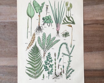 1882 Antique botanical lithograph, field flowers print, old botanical illustrations