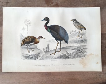 1853 vogel originele antieke gravure, Tinamou print, grijsvleugeltrompettist, handgekleurde gravure, vogels graveren, vogelkunst, antieke print